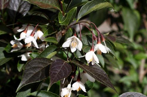 Styrax japonicus 'Evening Light', Evening Light Snowbell