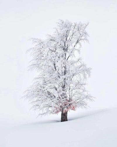 This long-preserved picture of the wind and snow, this strong tree, is similar to the fact that our life can only achieve a better future through the wind and snow.