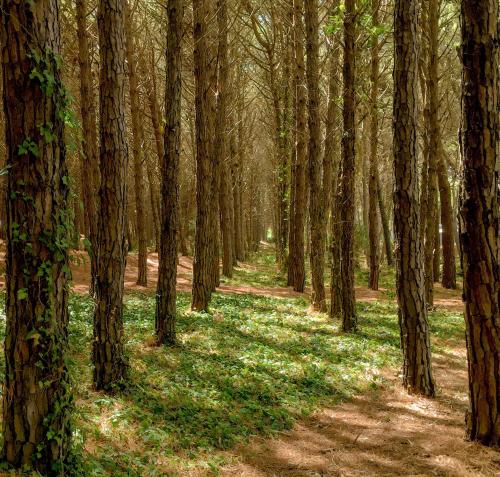 Orderly rows of trees near Paestum, SA, Italy