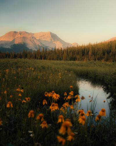 Mountain meadows in Jasper National Park, Alberta, Canada