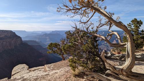 This fallen tree at the Grand Canyon National Park, Arizona, USA