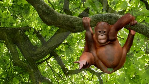 Baby orangutang will hold that for you