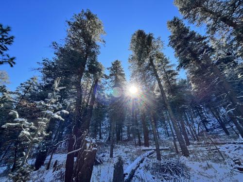 Sunshine through tall trees after the first winter snow. Sacramento Mountains, New Mexico, USA.  OC