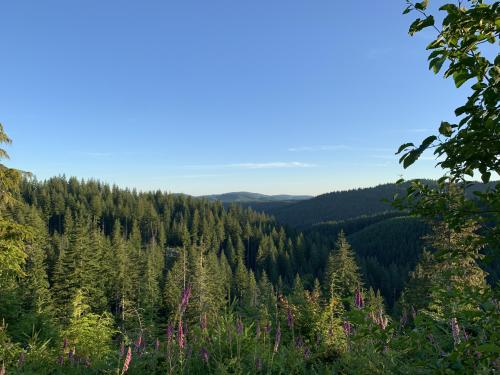 Sunny day in the Tillamook Forest, OR