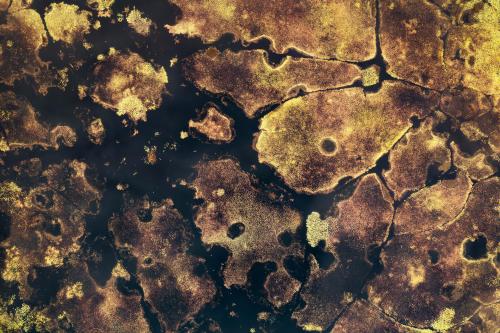 Bird’s eye view of a diverse wetland ecosystem with an otherworldly sight in Ontario, Canada