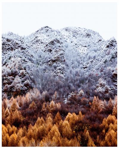 The last of the autumn colours transitioning as the first snow falls. Arrowtown, New Zealand.