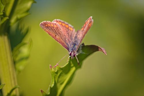 Butterfly Macro