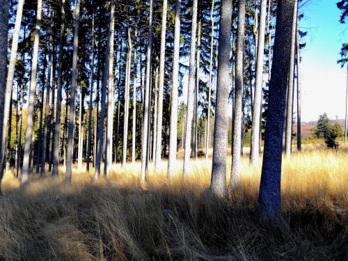I was on a walk Somewhere in forest, Czech Republic