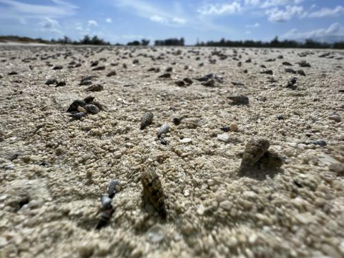 Shells at Half Moon Bay, Turks and Caicos