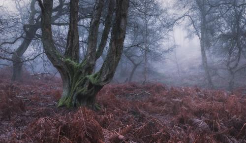 Spooky Season. Kings Woods, Bedfordshire