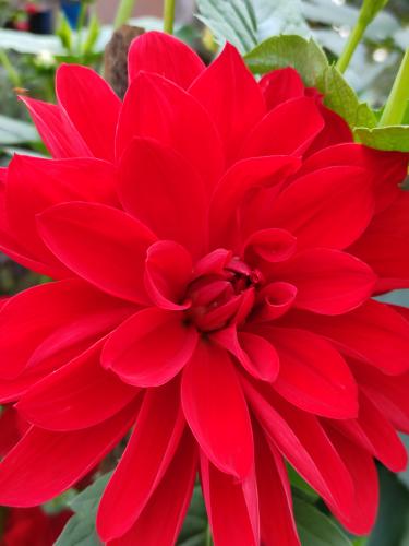 Beautiful red Dahlia flower