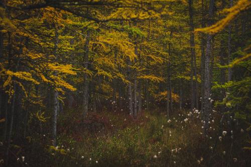 Autumn in a Wisconsin Tamarack Bog