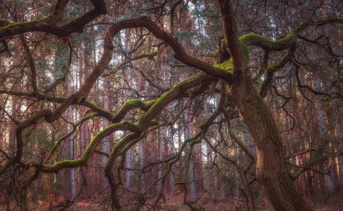 Early Morning Light In Rushmere. Bedfordshire, UK