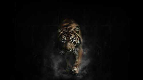 tiger wallpapers, big cats, predator