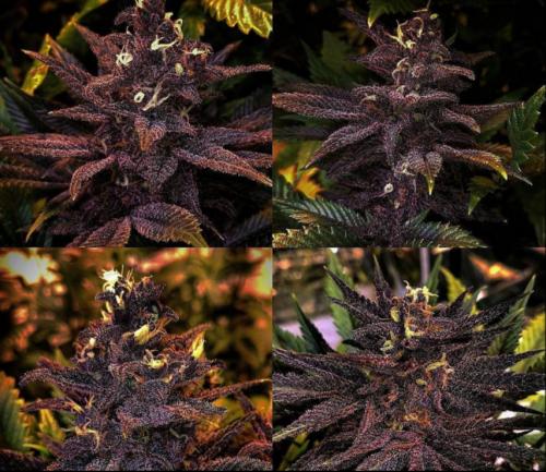 Few shots of one of my prettiest plant breedings