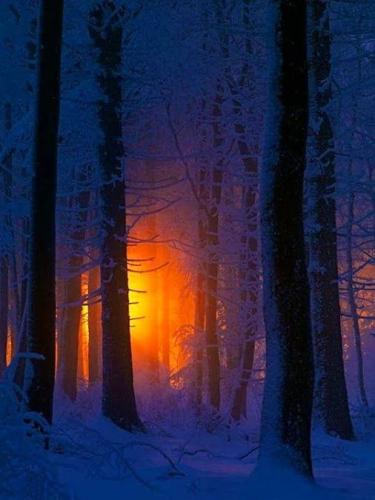 Amazing Sunset in the forest