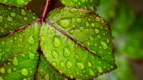 4k close-up of water droplets on a leaf