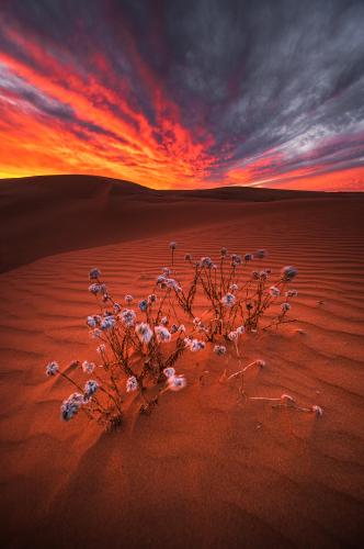 Fiery sunset in the Perry Sandhills, NSW, Australia