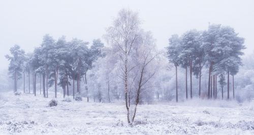 Snow On The Heath. Bedfordshire