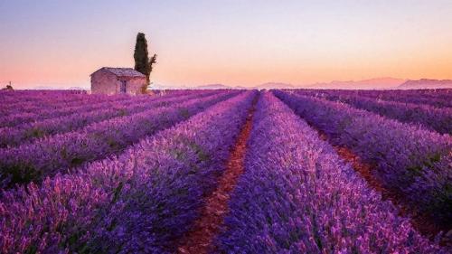 Lavender Field  8K