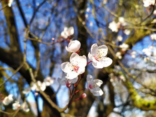 Prunus Cerasifera, v. Pisardi