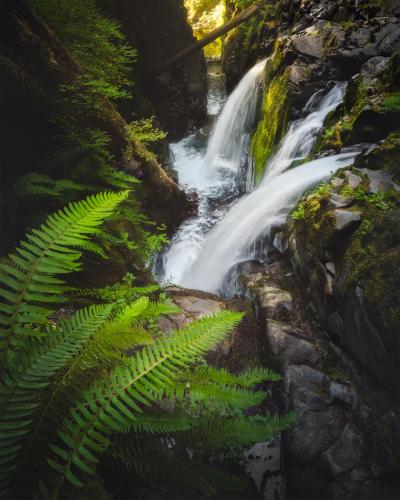 A hidden gem in the rainforest, Washington