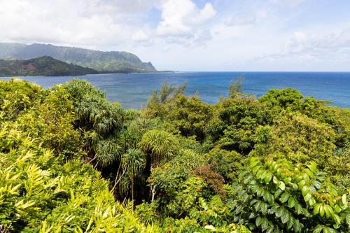 Jungle along Princeville Kauai's coast