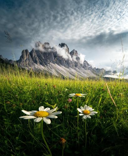 Flower shot, Dolomites, Italy