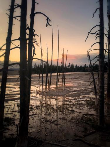 I found this island of dead trees on a bacterial mat in Yellowstone National Park