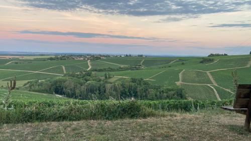 Burgundy vineyards