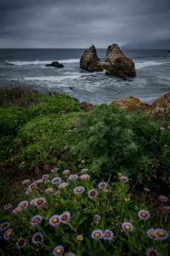 Seaside Daisies, Big Sur CA