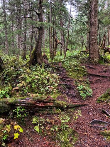 Nature's Trail Into The Woods, Alaska