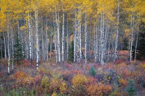 Fall colors in the Canadian Rockies