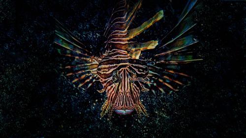 Lionfish