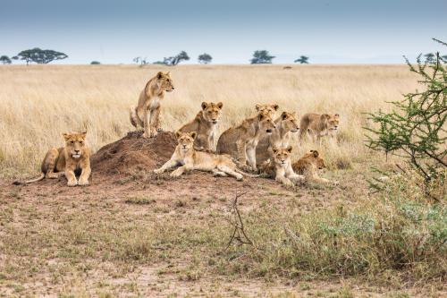 Pride of lions at Serengeti National Park, Tanzania