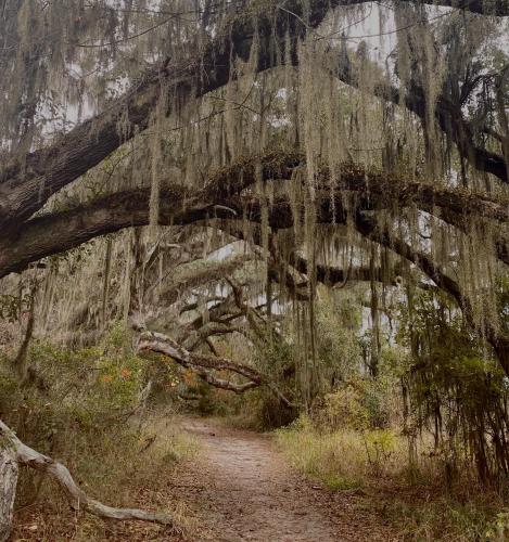 Spanish moss-draped oaks lining a path through the woods in North Florida