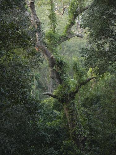 Royal National Park, Australia