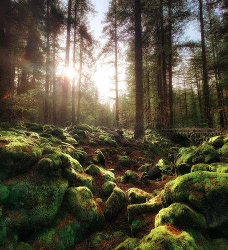 Magical forest outside of Crater lake national park