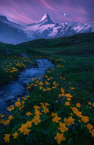 An alpine meadow during the dawn, Swiss Alps  IG: arpandas_photography_adventure