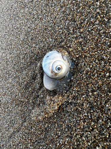 Moon snail on plumb island Massachusetts