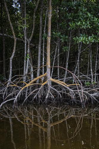 The arching “prop” roots of a red mangrove in Everglades National Park