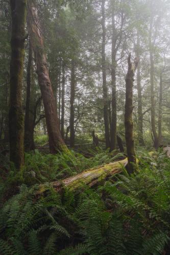 Australia's old-growth forest