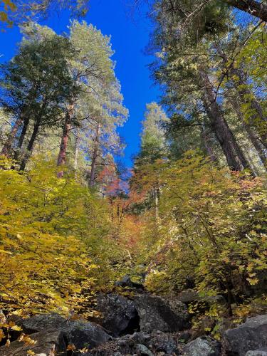 Harding Springs Trail in Oak Creek Canyon, Arizona