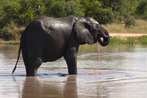 Elephant bathing time