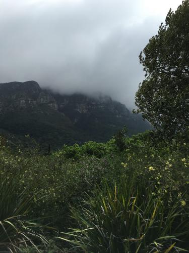 Foggy morning in South Africa