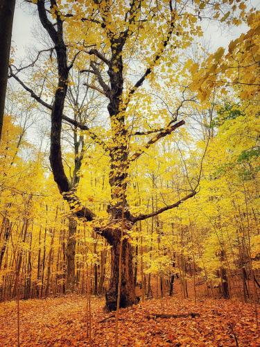 Foley Mountain, Frontenac. Ontario Canada