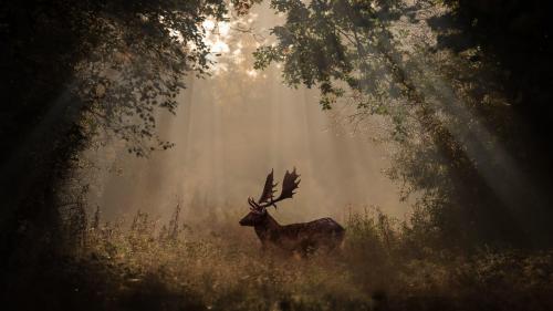 Deer Mammal Forest Sunbeams