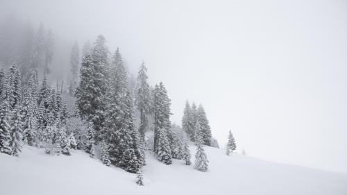 Snowy and foggy forest