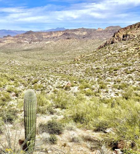 The Sonoran Desert, Arizona, USA