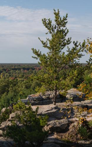 Jack pine growing from a sandstone outcrop in central Wisconsin